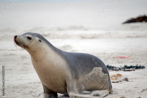 the sea lion pup is on the beach at seal bay