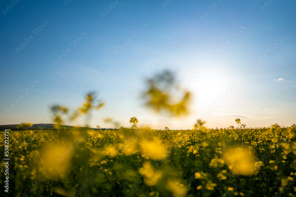 Obraz premium Rapsfeld