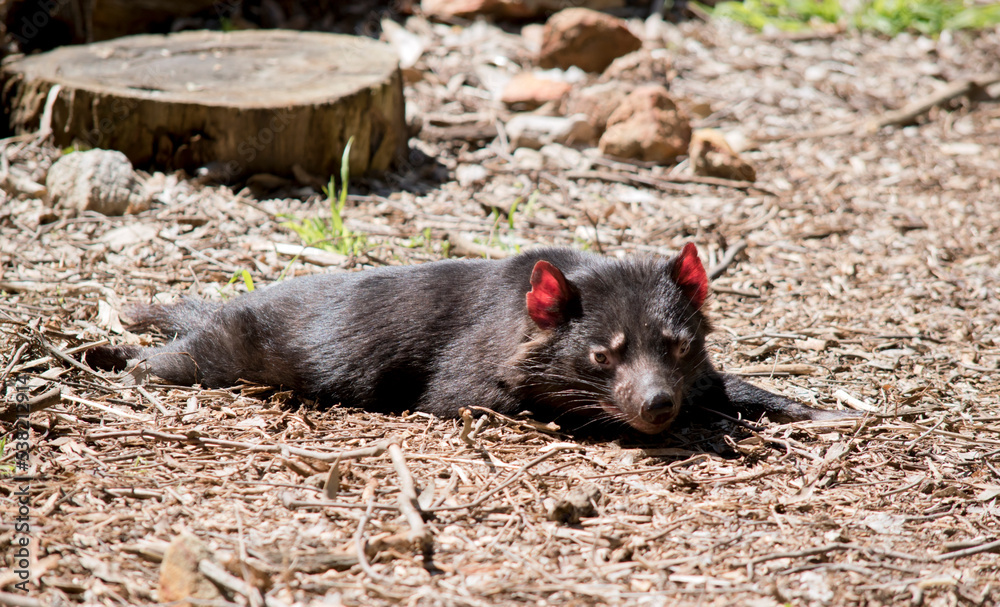 the tasmanian devil is resting in the sun the tasmanian devil is resting in the sun