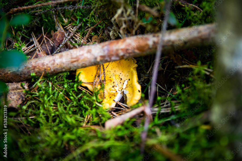 Obraz premium Close up of fresh golden chanterelles in moss wood dirt in forest vegetation. Group of yellow cap edible mushrooms growing among trees in Sweden. Nature scenery of autumn ground, outdoor nature