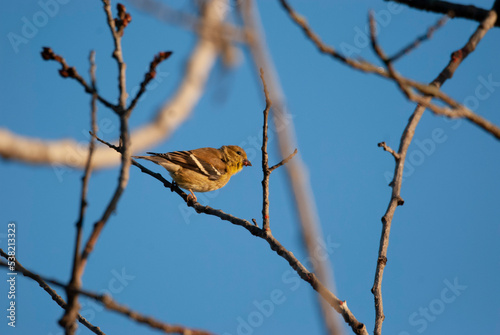 American Goldfinch in a tree photo