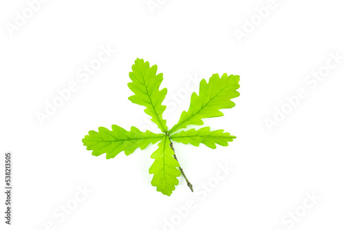Branch of fresh green oak leaves isolated on white background.