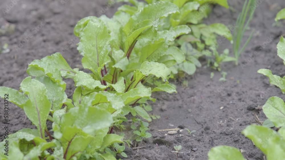Beetroot grows in the garden. Beet leaves. Eco clean garden. Beetroot in the garden. Beetroot grows in the garden. Beet leaves. Eco clean garden. Beetroot in the garden.