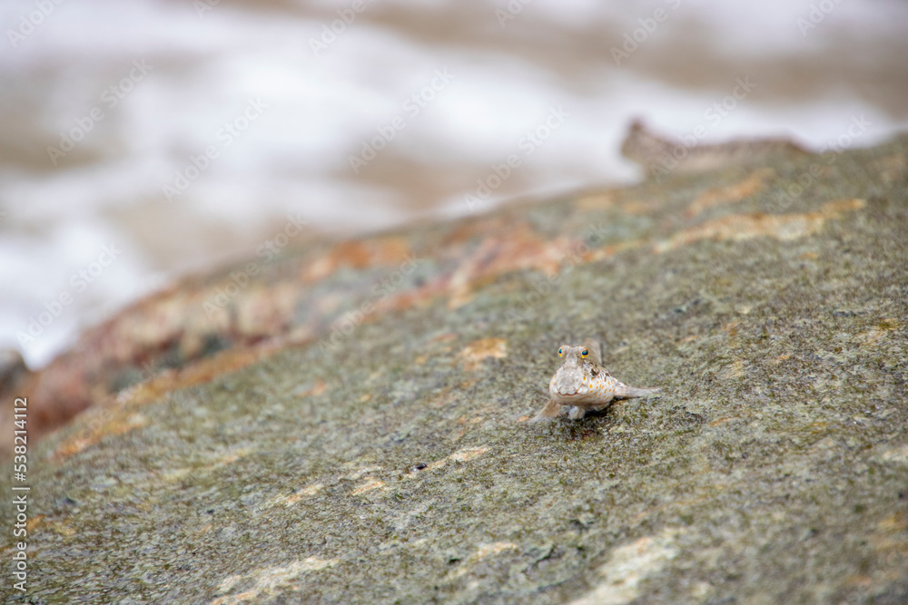 Mudskipper fish on rock fish that can stay on land Mudskipper fish on rock fish that can stay on land