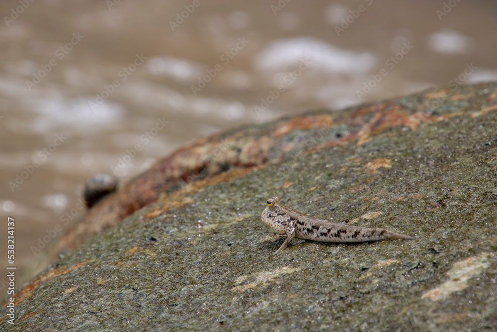 Mudskipper fish on rock fish that can stay on land Mudskipper fish on rock fish that can stay on land