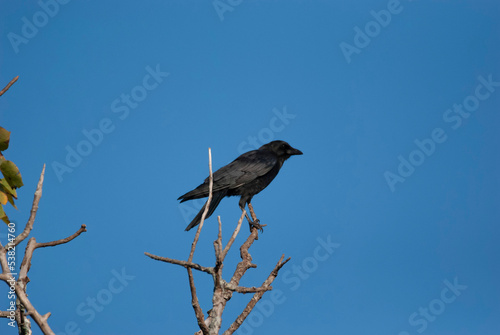 American Crow in tree perch