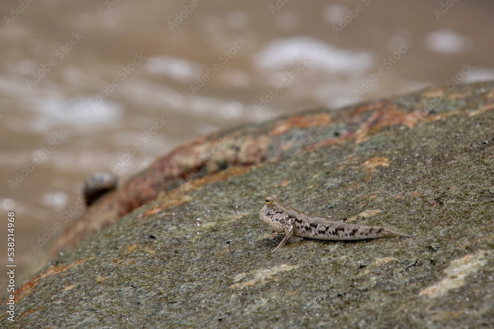 Mudskipper fish on rock fish that can stay on land Mudskipper fish on rock fish that can stay on land