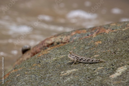 Mudskipper fish on rock fish that can stay on land 