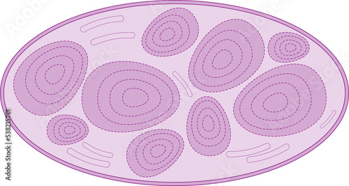 Leucoplast (amyloplast)	