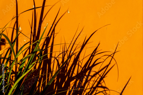 Green leaves and their shadows on the orange background of an old wall