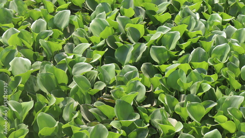 close up of leaves