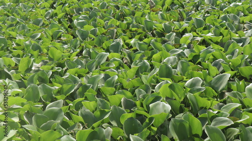 corn field in spring
