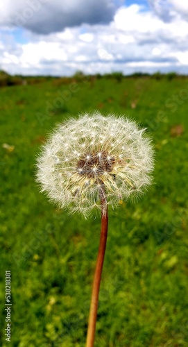 white dandelion