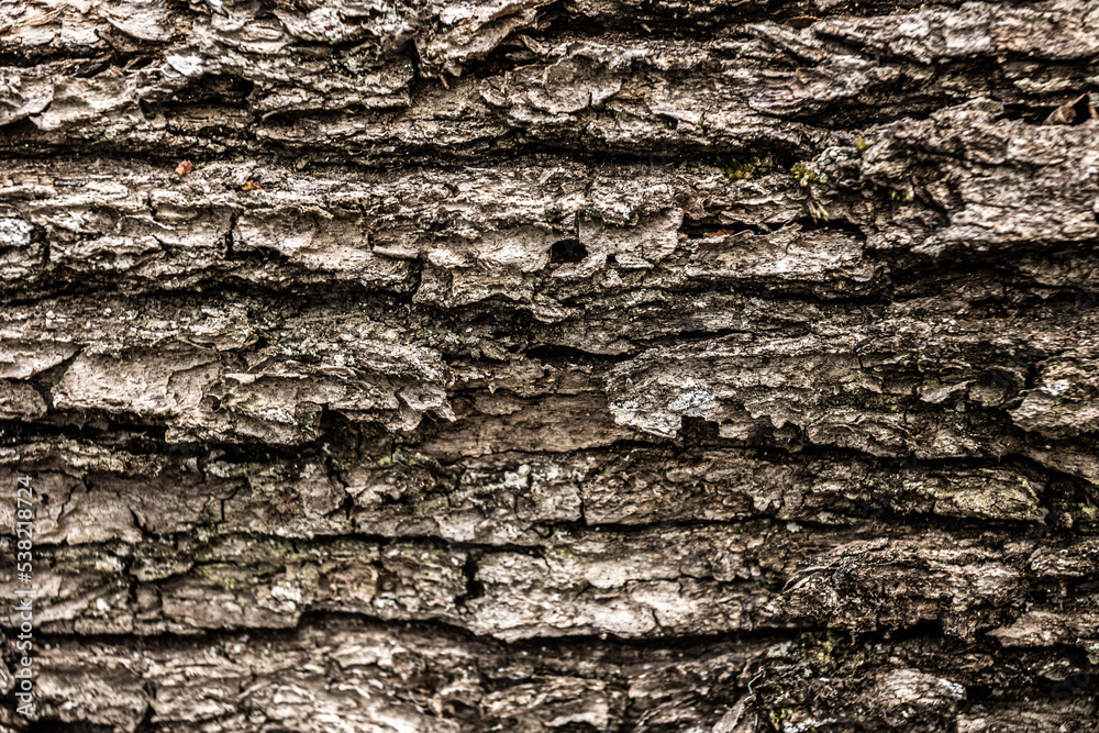 Corteza de árbol. Textura