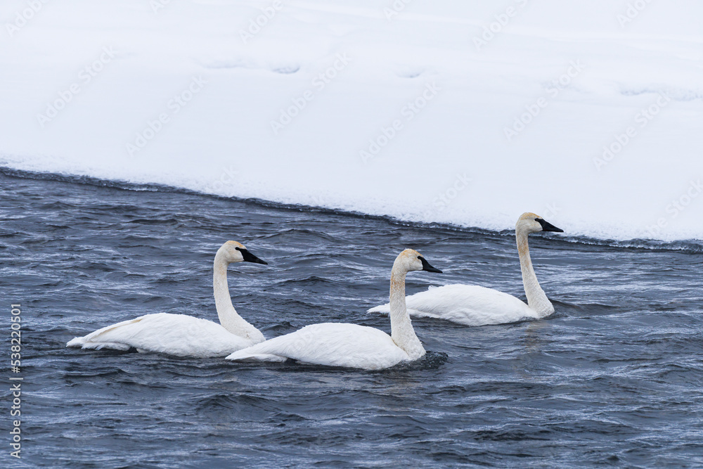 Trumpeter Swans swimming in the Yellowstone River. Yellowstone National Park.