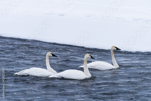 Trumpeter Swans swimming in the Yellowstone River. Yellowstone National Park.