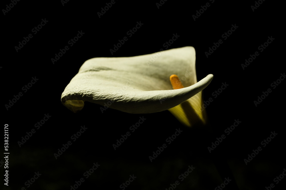 Obraz premium Calla Lily