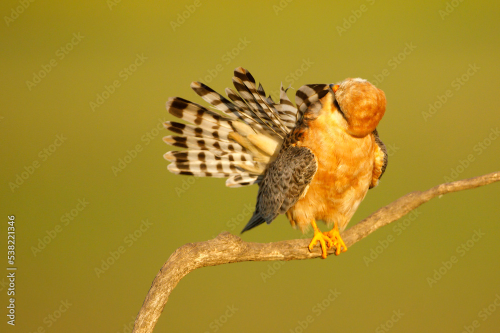 Kobczyk (Falco vespertinus)