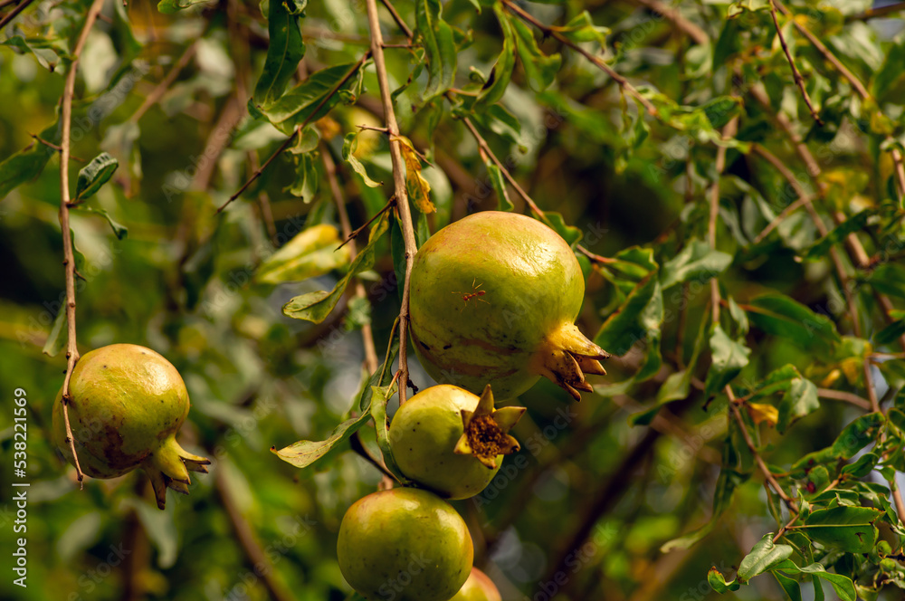 Young pomegranate fruits (Malum granatum) on its tree branch Young pomegranate fruits (Malum granatum) on its tree branch
