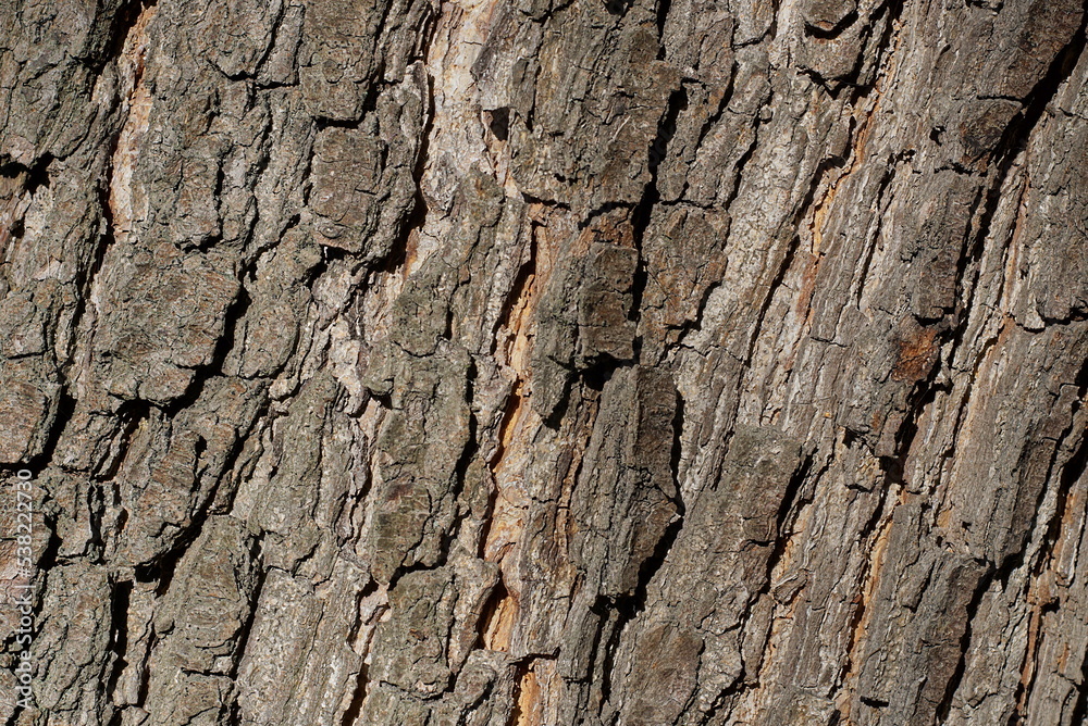 natural wooden texture from a pattern of gray poplar tree bark natural wooden texture from a pattern of gray poplar tree bark
