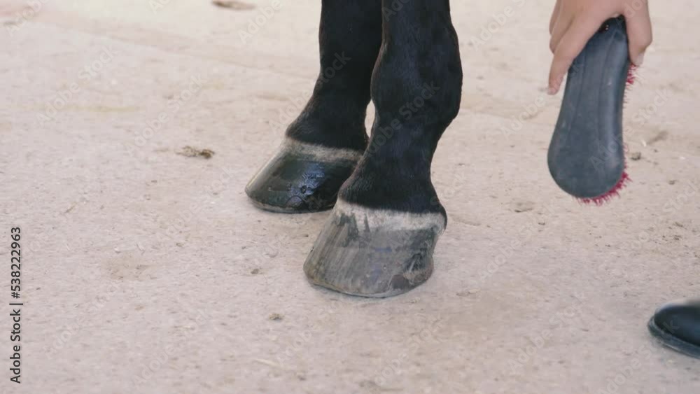 woman's hands applying moisturizing gel to a horse's hooves. woman's hands applying moisturizing gel to a horse's hooves.