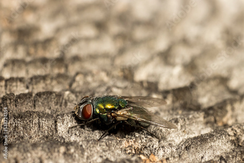 Green fly on a gray surface close-up © ANDREY PROFOTO