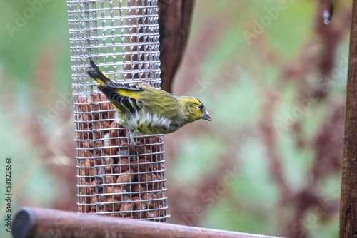 bird on feeder