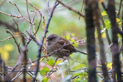 Bird on feeder