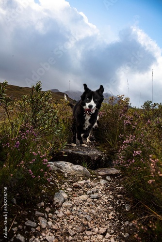 Collie