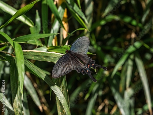 Chinese windmill butterfly, Byasa alcinous, resting on leaves in Fujisawa, Japan photo