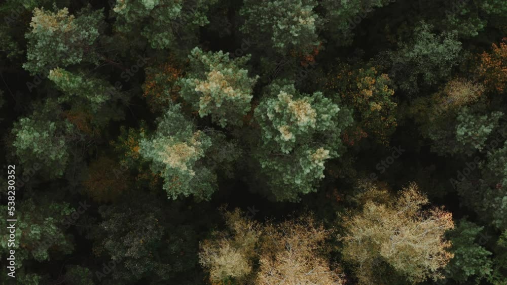 Top down aerial autumn forest, fall woodland. Drone shot pine trees yellow treetops. Zooming out spin green texture in nature. Flight over woods in evening, natural background, sunset or sunrise light Top down aerial autumn forest, fall woodland. Drone shot pine trees yellow treetops. Zooming out spin green texture in nature. Flight over woods in evening, natural background, sunset or sunrise light