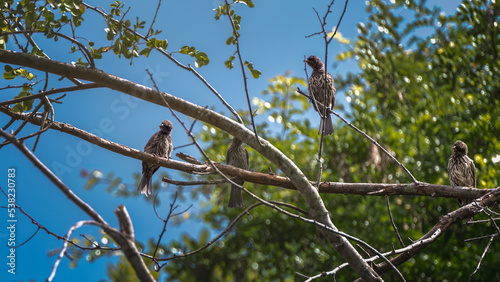 bird on a branch