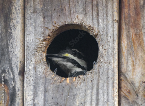 Selective focus of Pileated woodpecker - Dryocopus pileatus sub adult roosting overnight in a home made owl box photo
