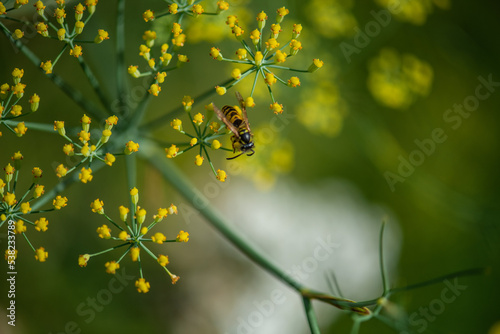 Natur Makrofotografie Sommerblumen