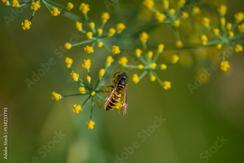 Natur Makrofotografie Sommerblumen