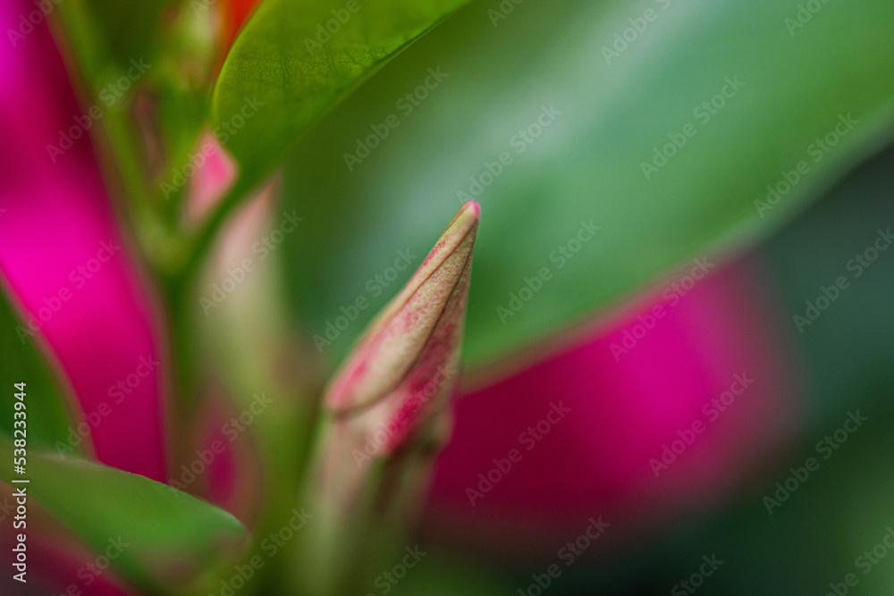 Natur Makrofotografie Sommerblumen Natur Makrofotografie Sommerblumen