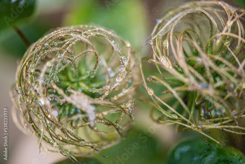 Natur Makrofotografie Sommerblumen