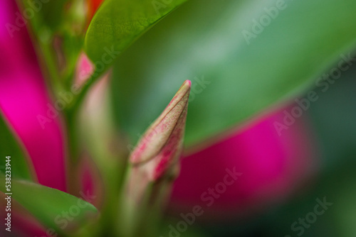 Natur Makrofotografie Sommerblumen