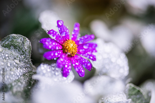 Natur Makrofotografie Sommerblumen