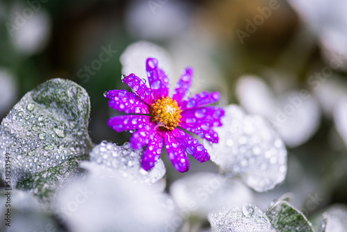 Natur Makrofotografie Sommerblumen