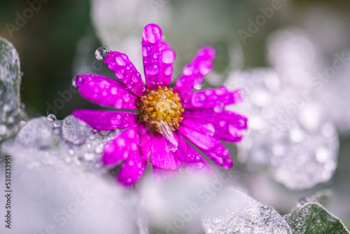 Natur Makrofotografie Sommerblumen