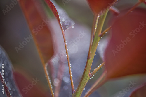 Natur Makrofotografie Sommerblumen