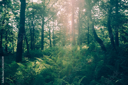 朝日の差し込む森