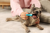 Woman brushing dog's teeth on floor at home, closeup