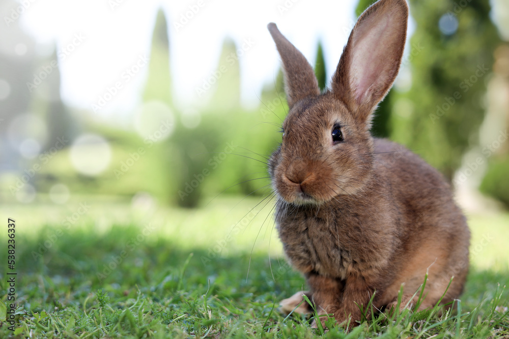 Fototapeta premium Cute fluffy rabbit on green grass outdoors. Space for text