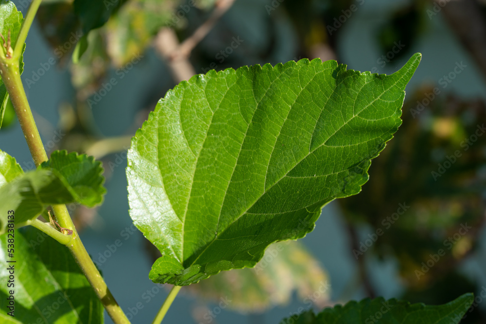 The leaves of mulberry on mulberry tree, Mulberry leaves food for silkworms raw materials for silk production. The leaves of mulberry on mulberry tree, Mulberry leaves food for silkworms raw materials for silk production.