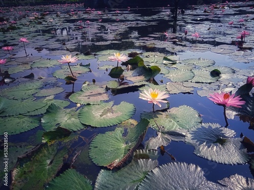 Fototapeta Naklejka Na Ścianę i Meble -  lilies, lotus flower in pond