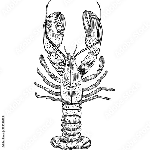 Hand drawn Lobster Sketch illustration