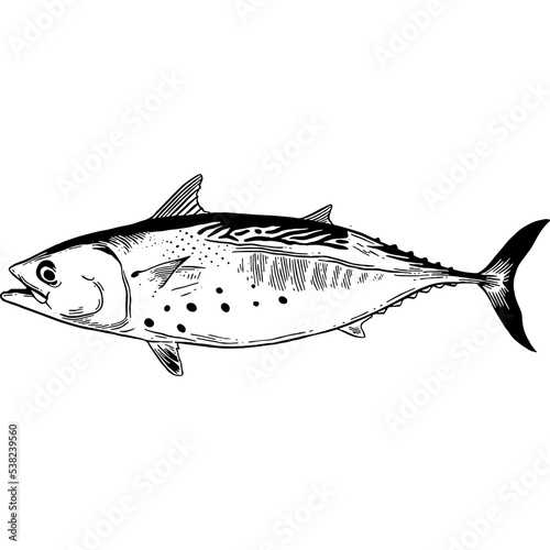 Hand drawn Tuna Fish Sketch Illustration