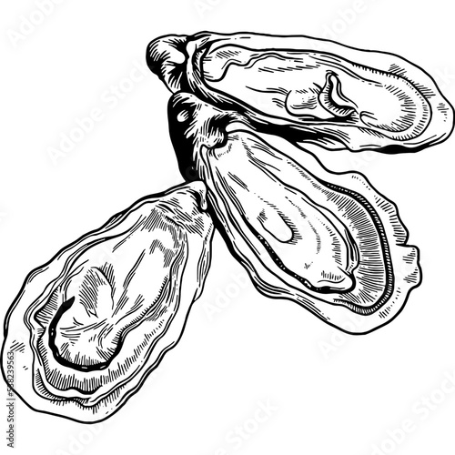 Hand drawn Oysters Sketch Illustration